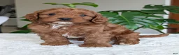 Cavapoo dogs for sale: Myles - Ad 1