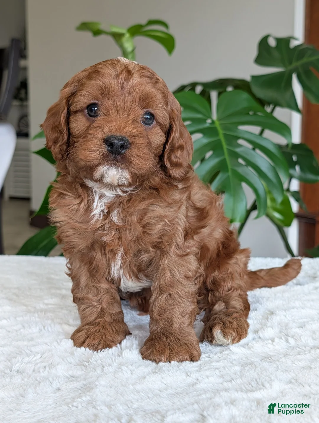 Cavapoo dogs for sale: Myles - Ad 1
