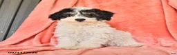 Bichpoo dogs for sale: Stuart - Ad 3