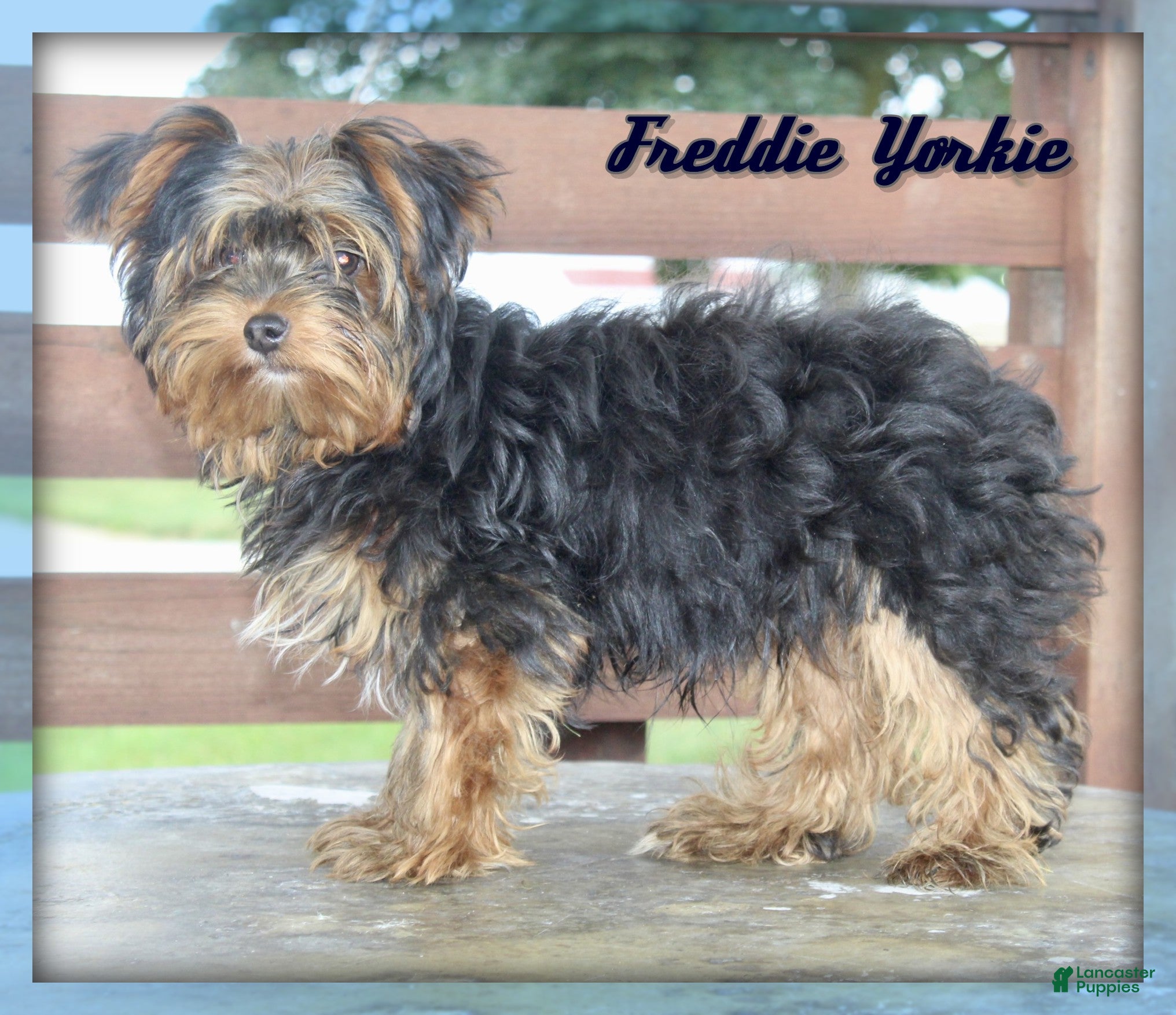 Yorkshire Terrier dogs Freddie - Ad 1