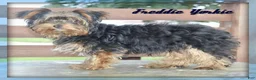 Yorkshire Terrier dogs for sale: Freddie - Ad 1