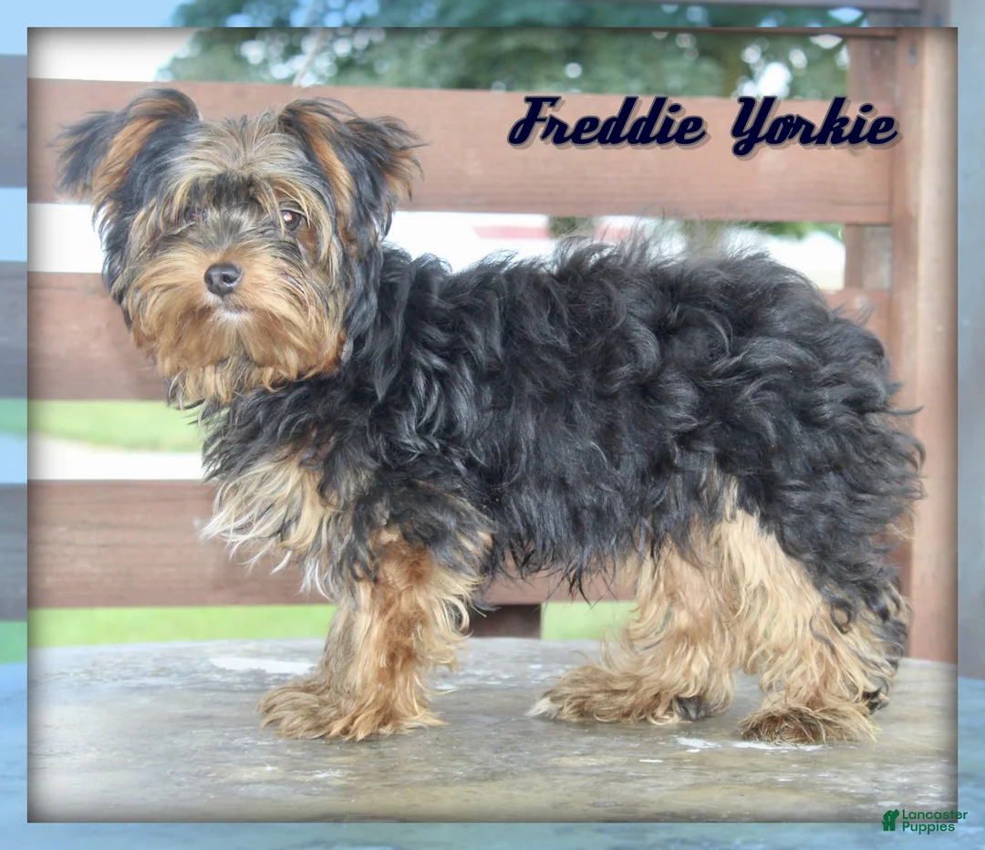 Yorkshire Terrier dogs for sale: Freddie - Ad 1