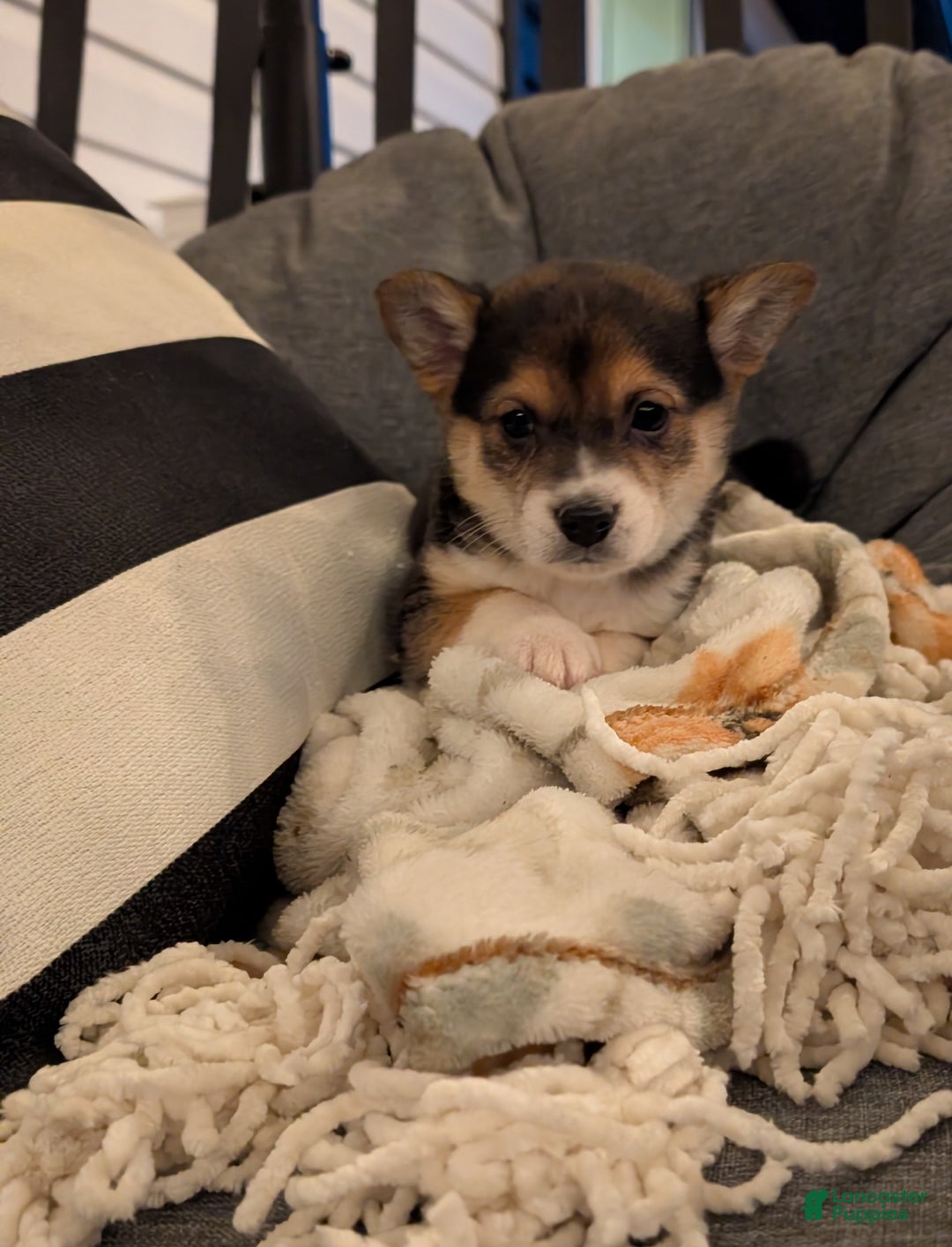 Mixed Breed dogs for sale: Milo - Ad 1