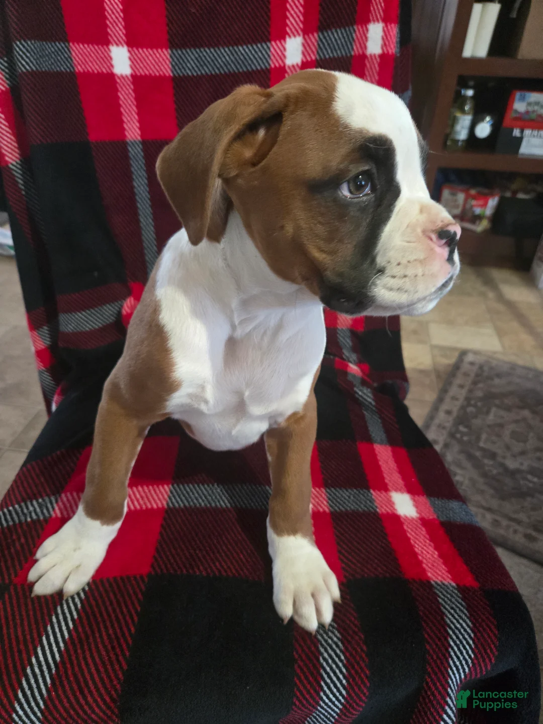 Boxer dogs for sale: Hank - Ad 12