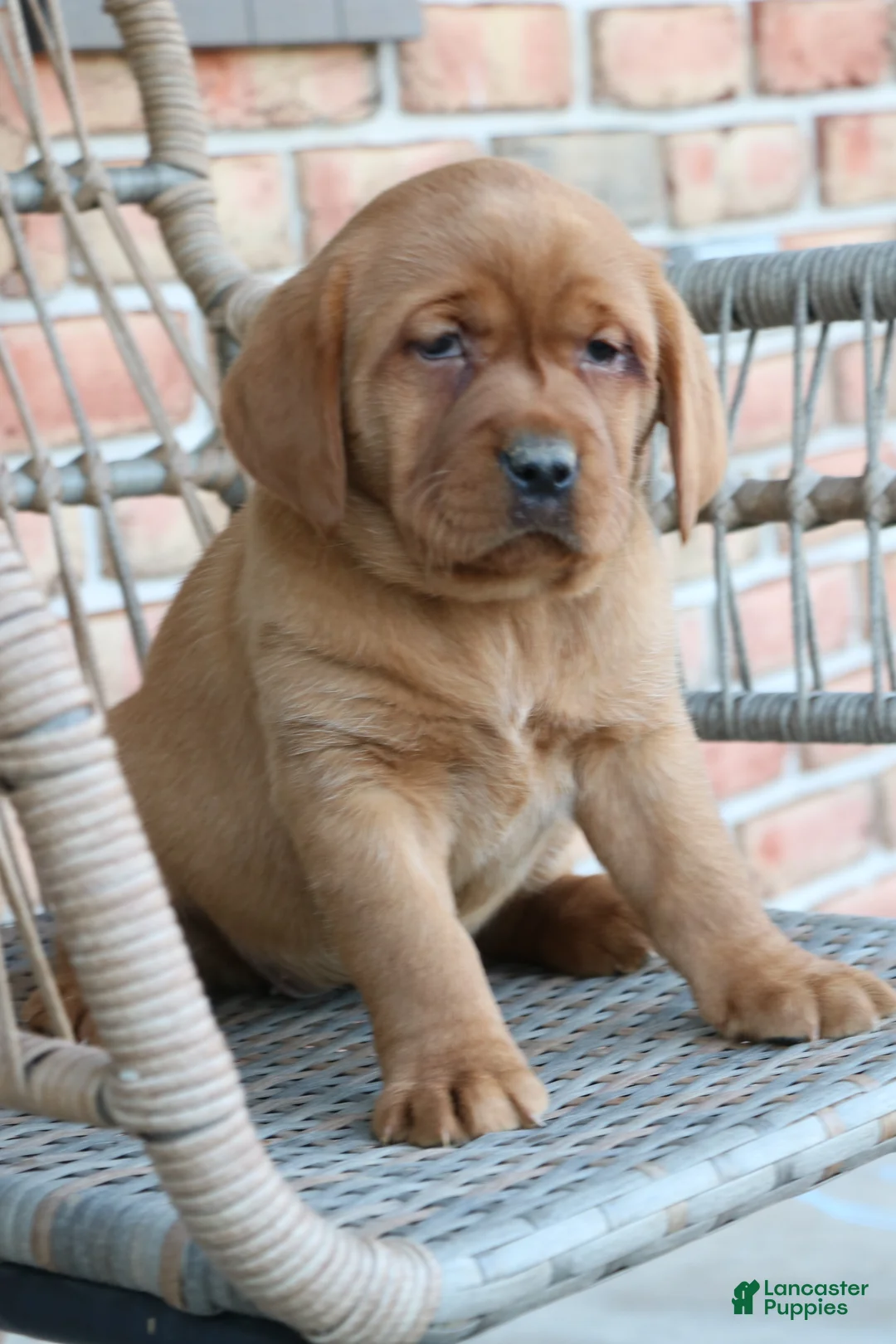 Labrador Retriever dogs for sale: Labrador Retriever Puppy 4 - Ad 2