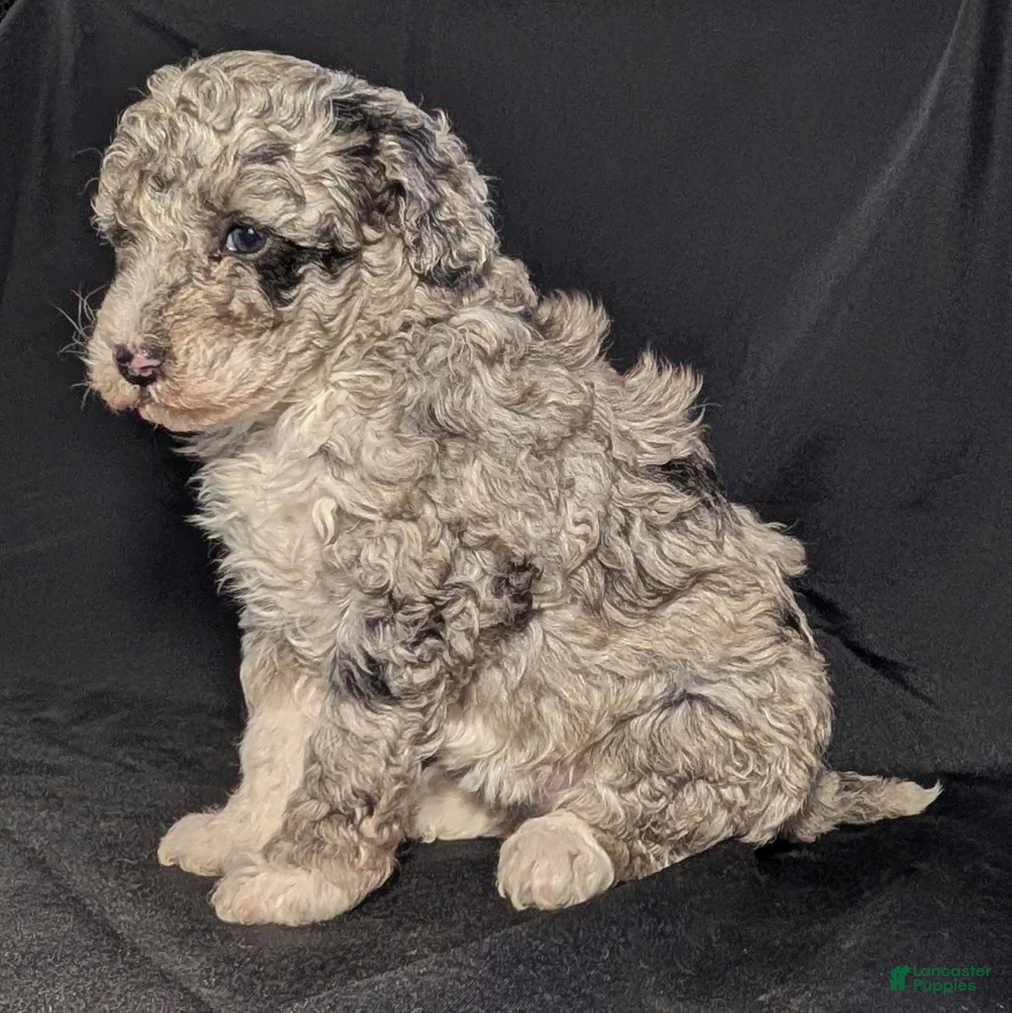 Mixed Breed dogs Daisy  - Ad 8