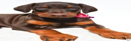 Doberman Pinscher dogs for sale: Heidi - Ad 5