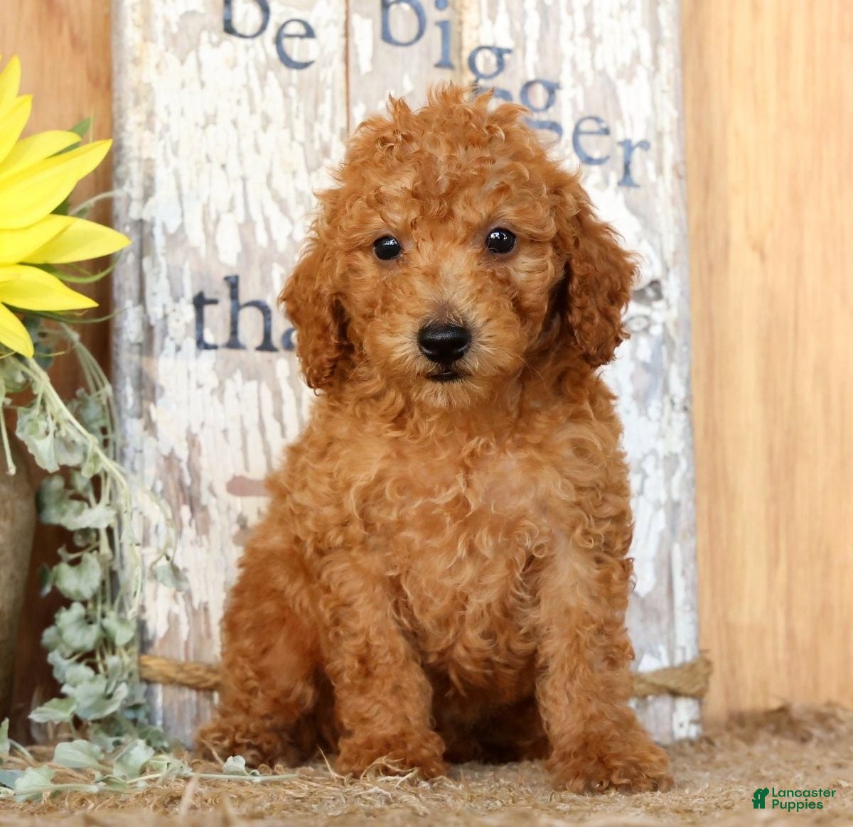 Miniature Poodle dogs Nolan - Ad 1