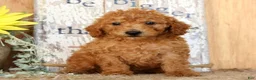 Miniature Poodle dogs for sale: Nolan - Ad 1