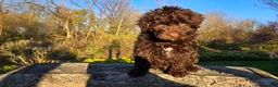 Portuguese Water Dog dogs for sale: Flint - Ad 4