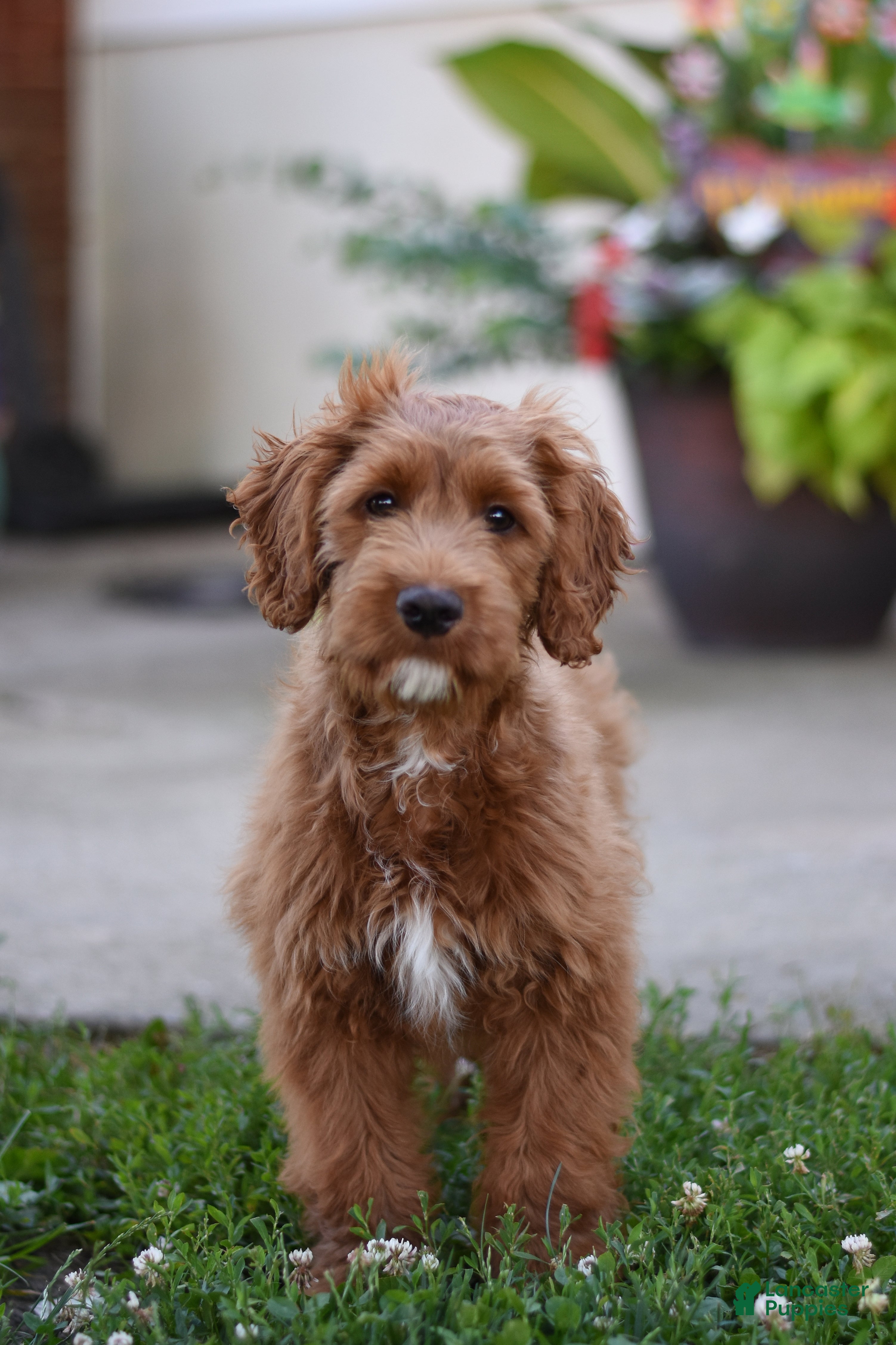 Cockapoo dogs Corbin - Ad 2