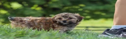 Yorkiepoo dogs for sale: Teddy - Ad 7