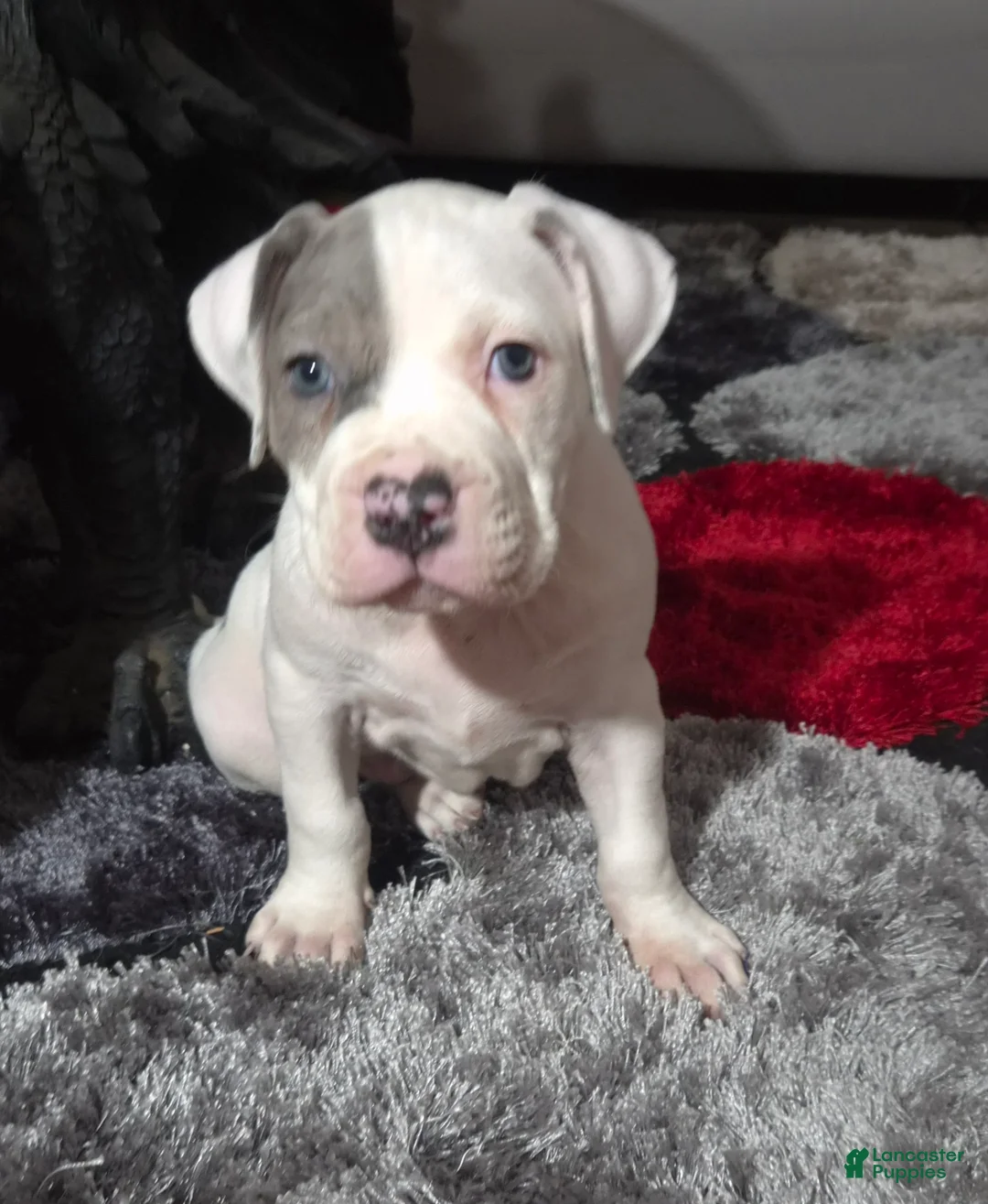 Mixed Breed dogs for sale: "WOLVERINE" WHITE MERLE - Ad 8