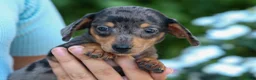 Miniature Dachshund dogs for sale:  Zino 🐕 - Ad 22
