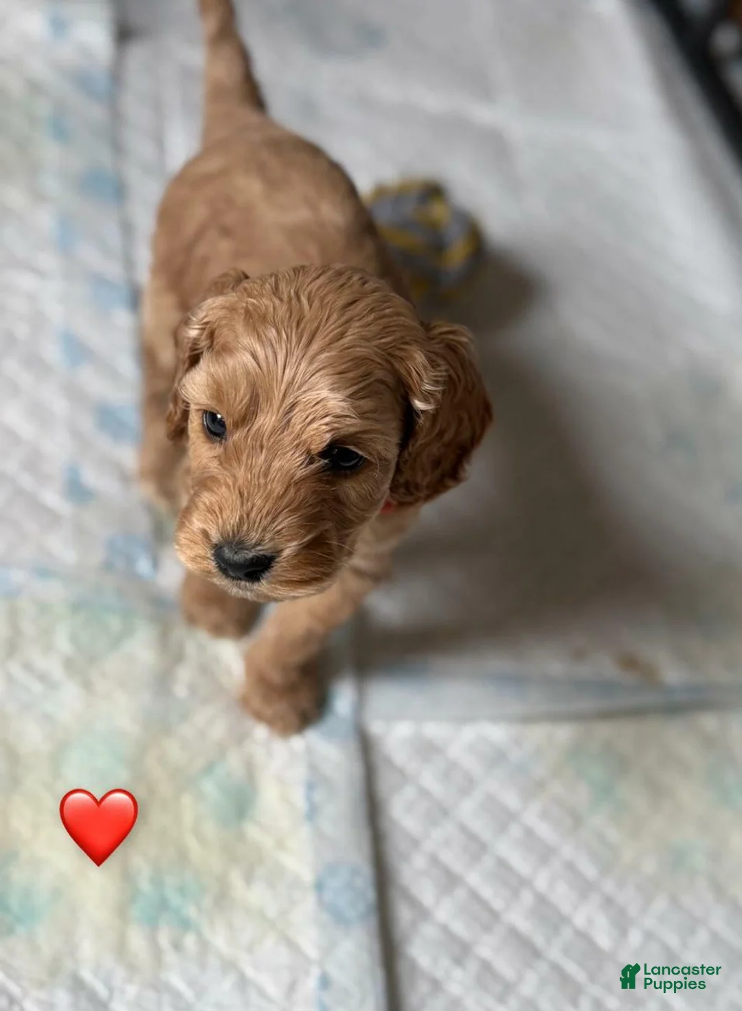 Cavapoo dogs for sale: Britney  - Ad 24