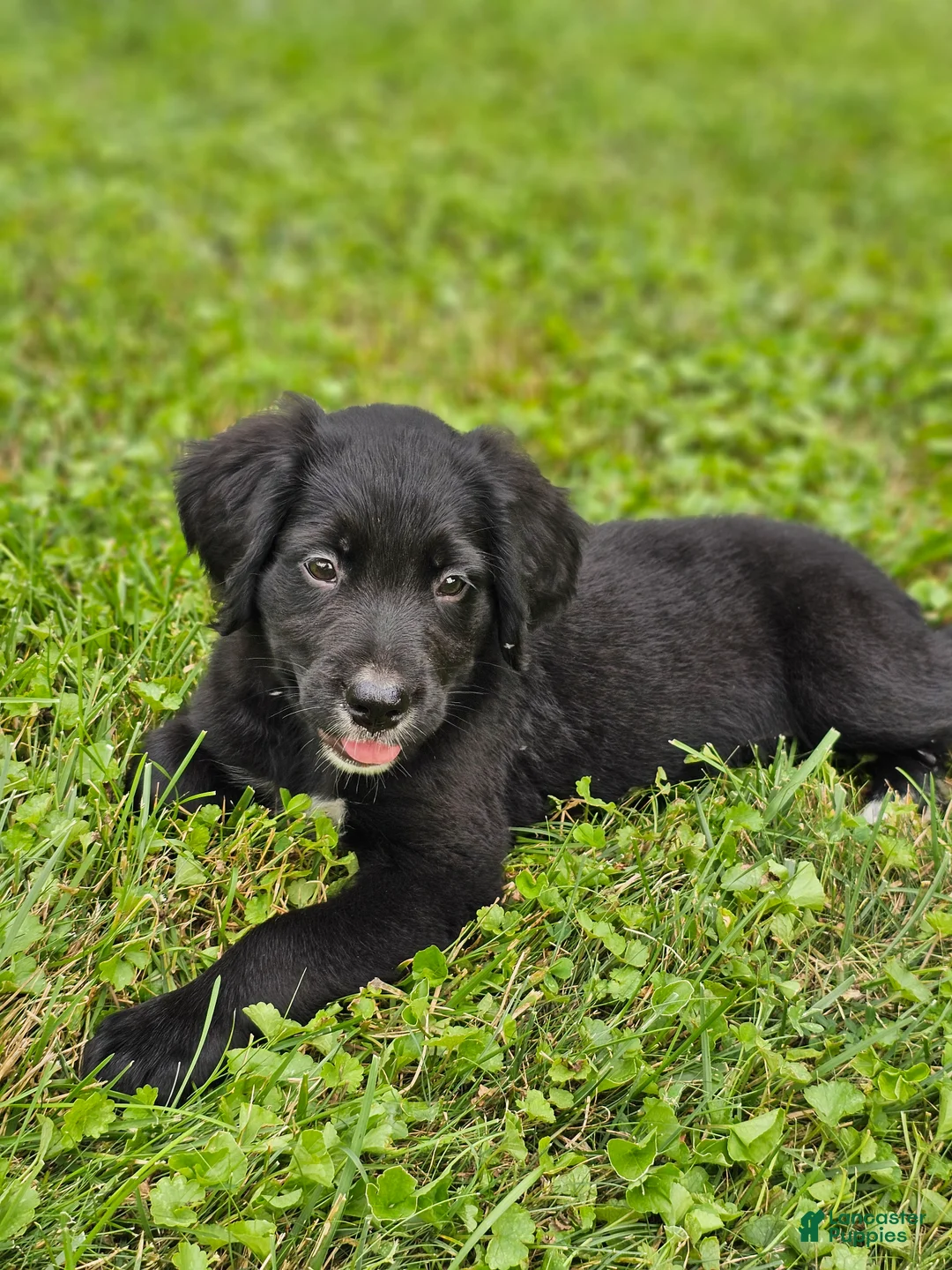 Mixed Breed dogs for sale: Daisy Golden Mountain Dog  - Ad 1