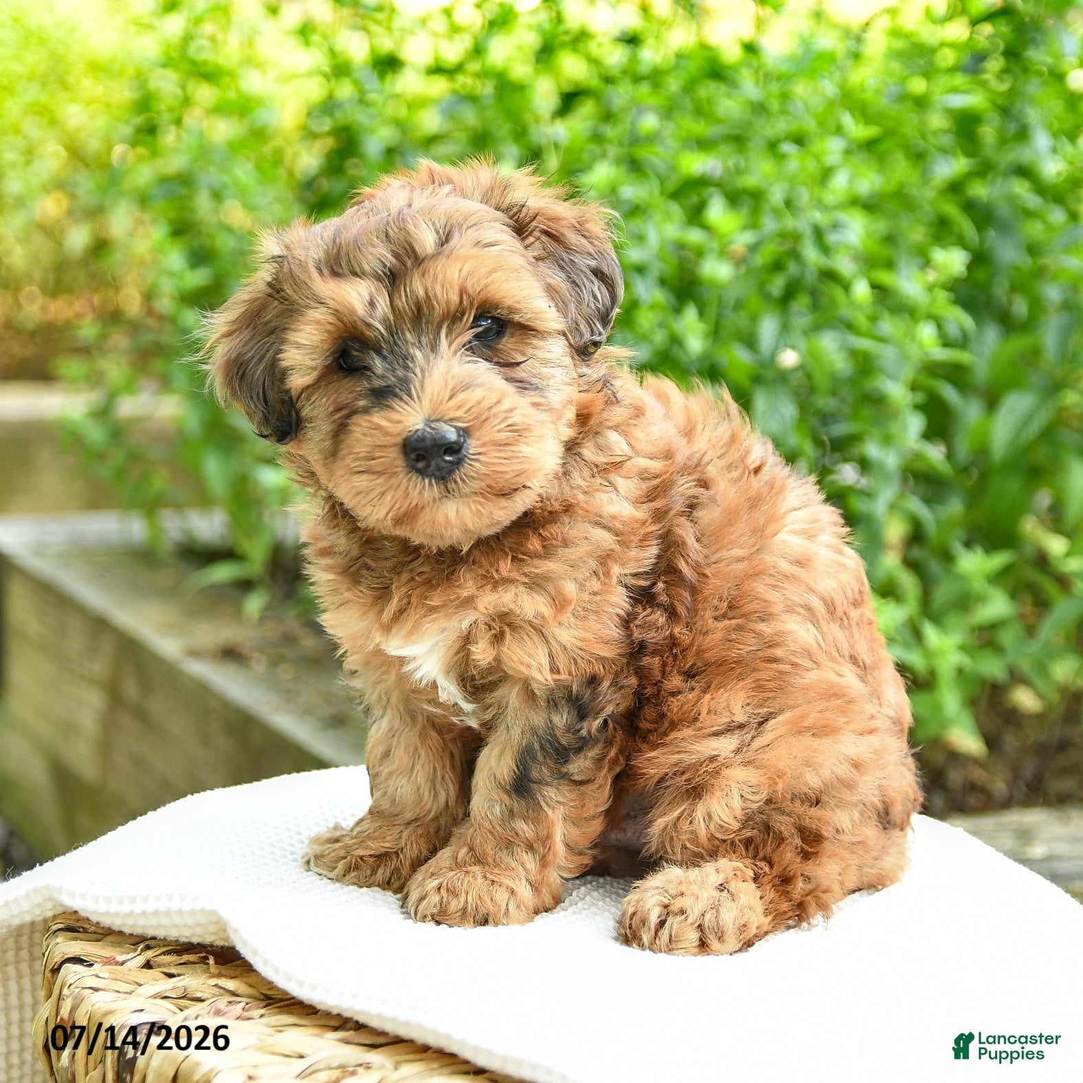 Shihpoo dogs Norman - Ad 2