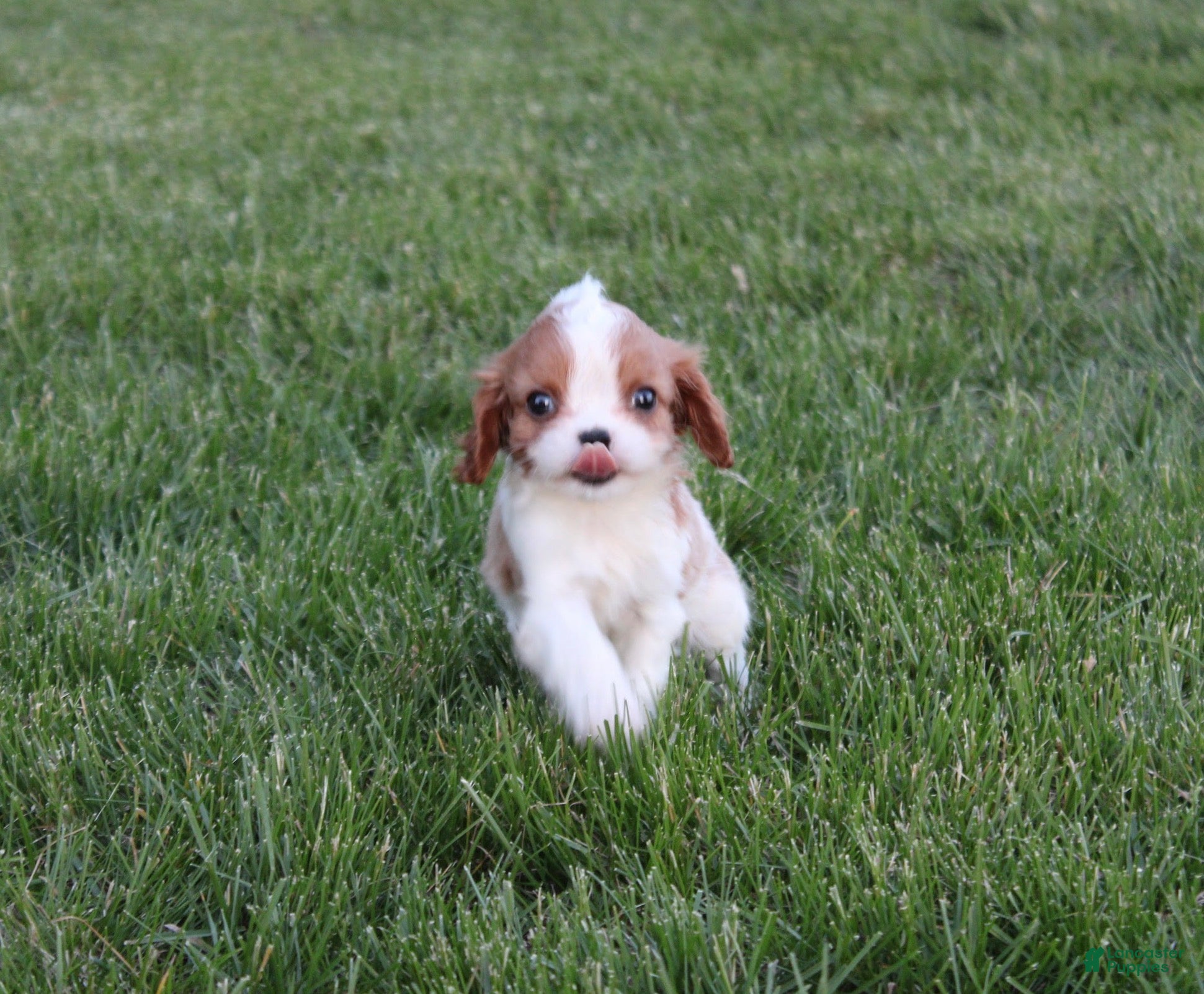 Cavalier King Charles Spaniel dogs Liam Cavalier King Charles Spaniel Puppy  - Ad 2