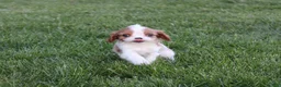 Cavalier King Charles Spaniel dogs for sale: Liam Cavalier King Charles Spaniel Puppy  - Ad 7