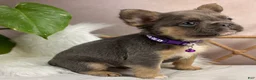 French Bulldog dogs for sale: Nala - Ad 7