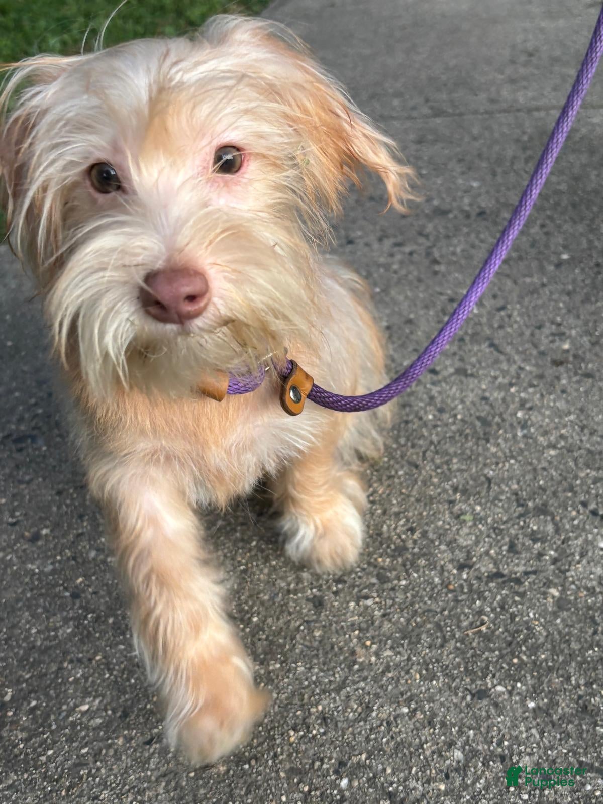 Morkie dogs River - Ad 4