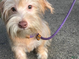 Morkie dogs River - Ad 8