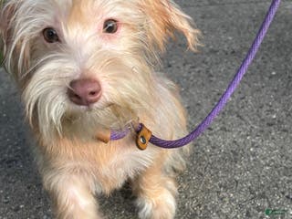 Morkie dogs River - Ad 31