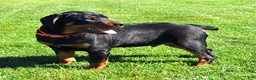 Mixed Breed dogs for sale: Luke - Ad 3