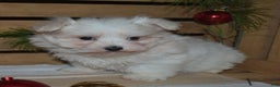 Maltese dogs for sale: Snowflake - Ad 9