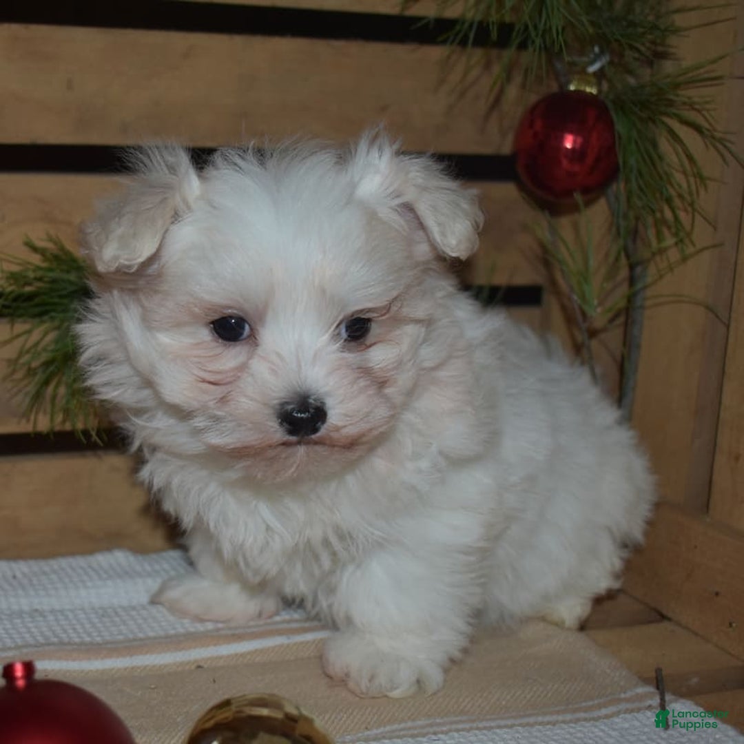 Maltese dogs for sale: Snowflake - Ad 9