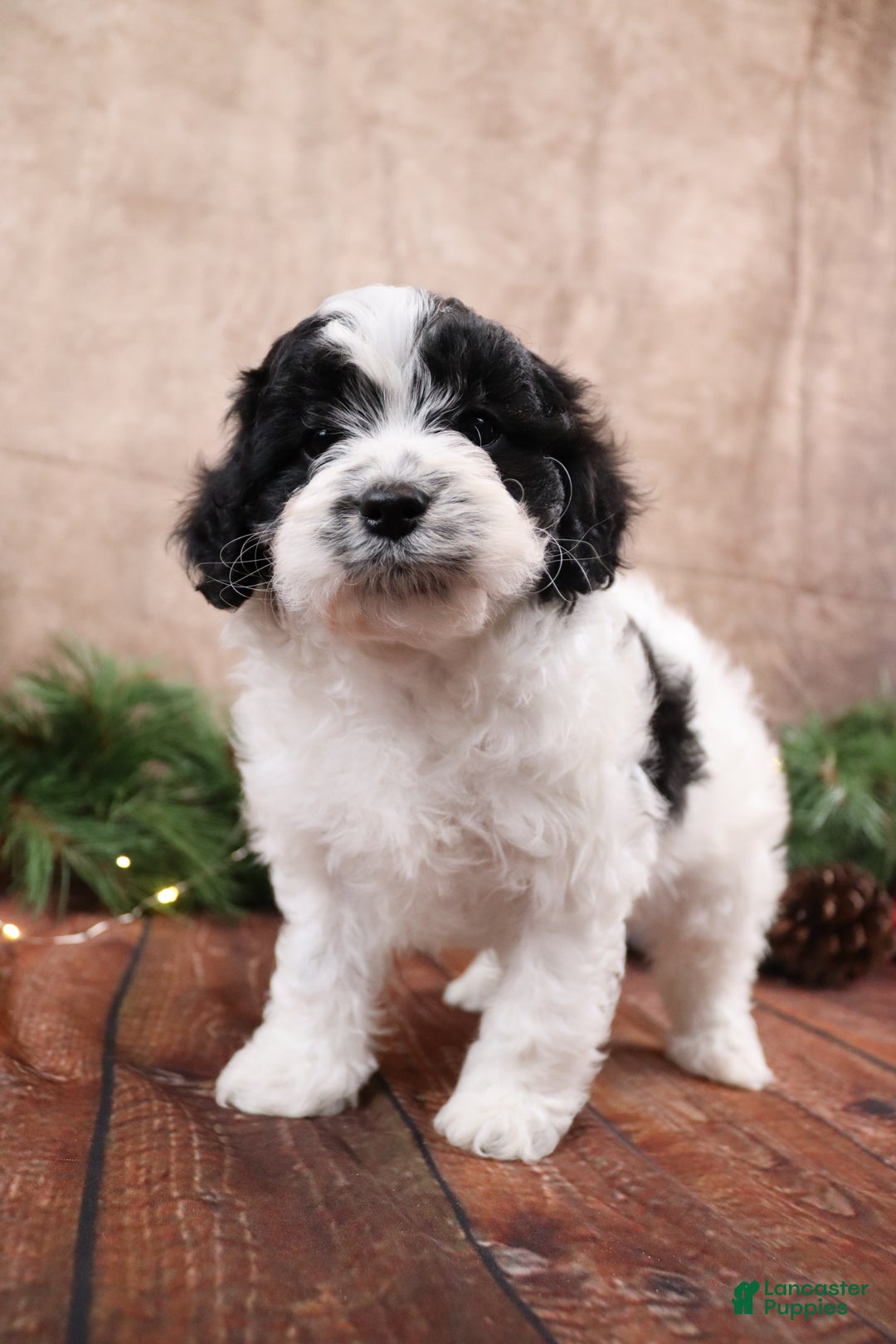 Cavapoo dogs for sale: Jack - Ad 2