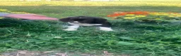 English Springer Spaniel dogs for sale: Marshmallow - Ad 3