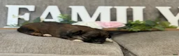 Shih Tzu dogs for sale: Ariel - Ad 4