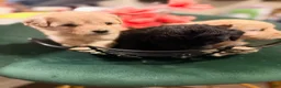 Goldendoodle dogs for sale: Goldendoodle 3 - Ad 6