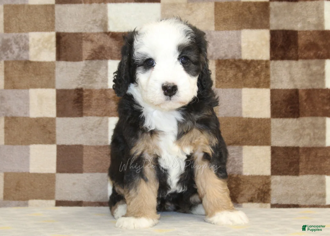 Mini Bernedoodle dogs for sale: Hanna - Ad 3