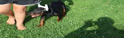 Doberman Pinscher dogs for sale: Doberman Pinscher 1 - Ad 26