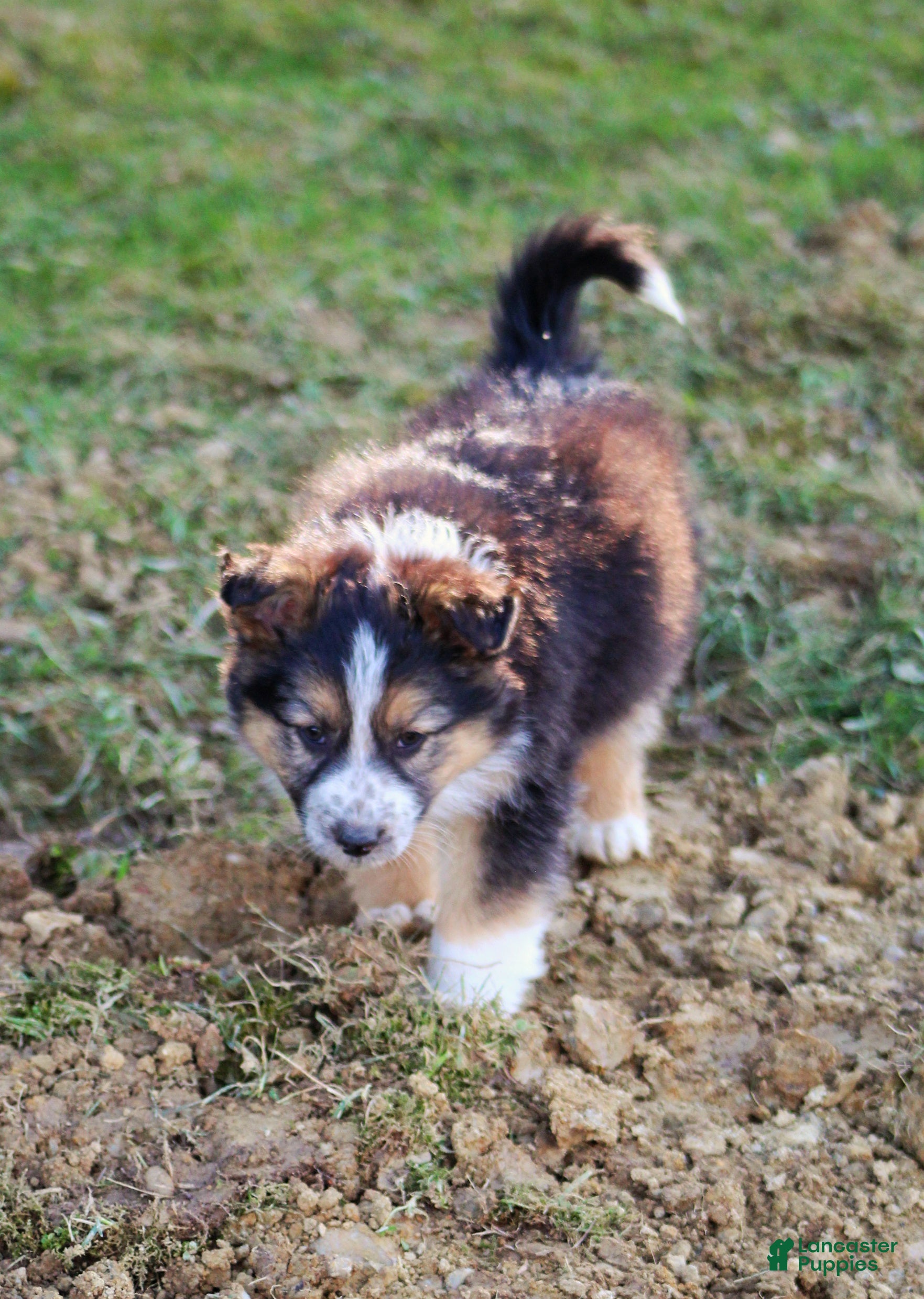 Mixed Breed dogs Winter  - Ad 2