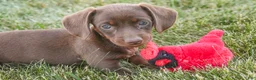 Dachshund dogs for sale: Mocha - Ad 8