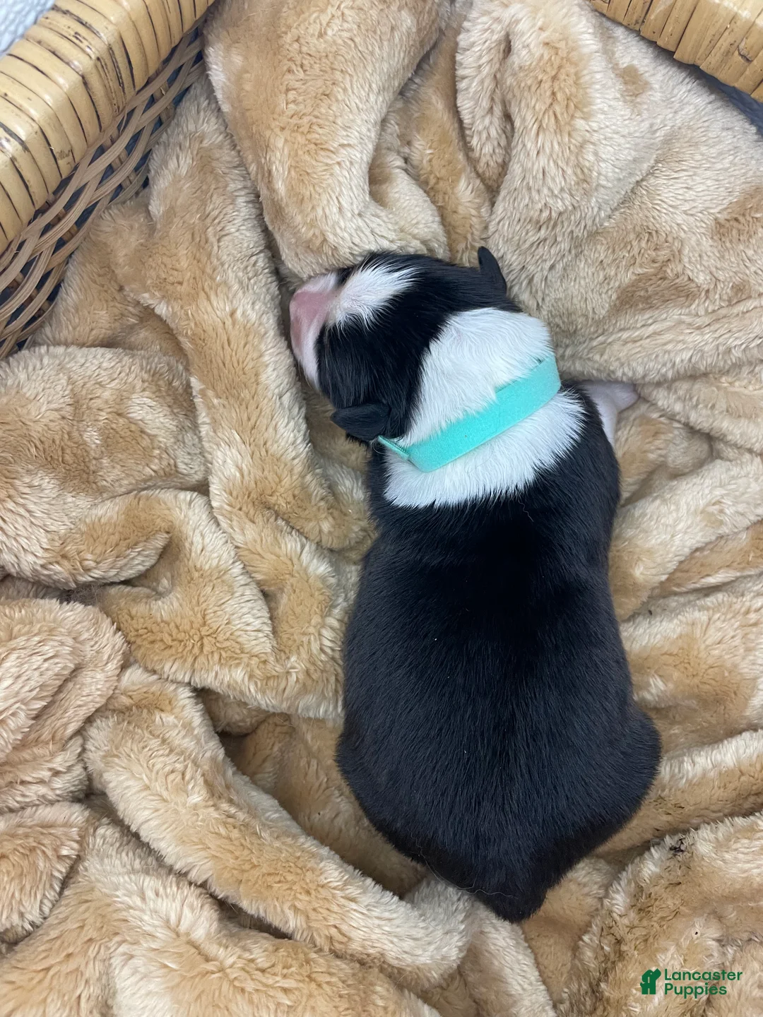 Australian Shepherd dogs for sale: Australian Shepherd- Buddy - Ad 2