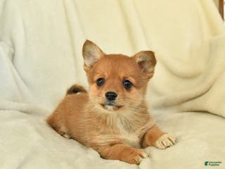 Mixed Breed dogs Lily - Ad 14