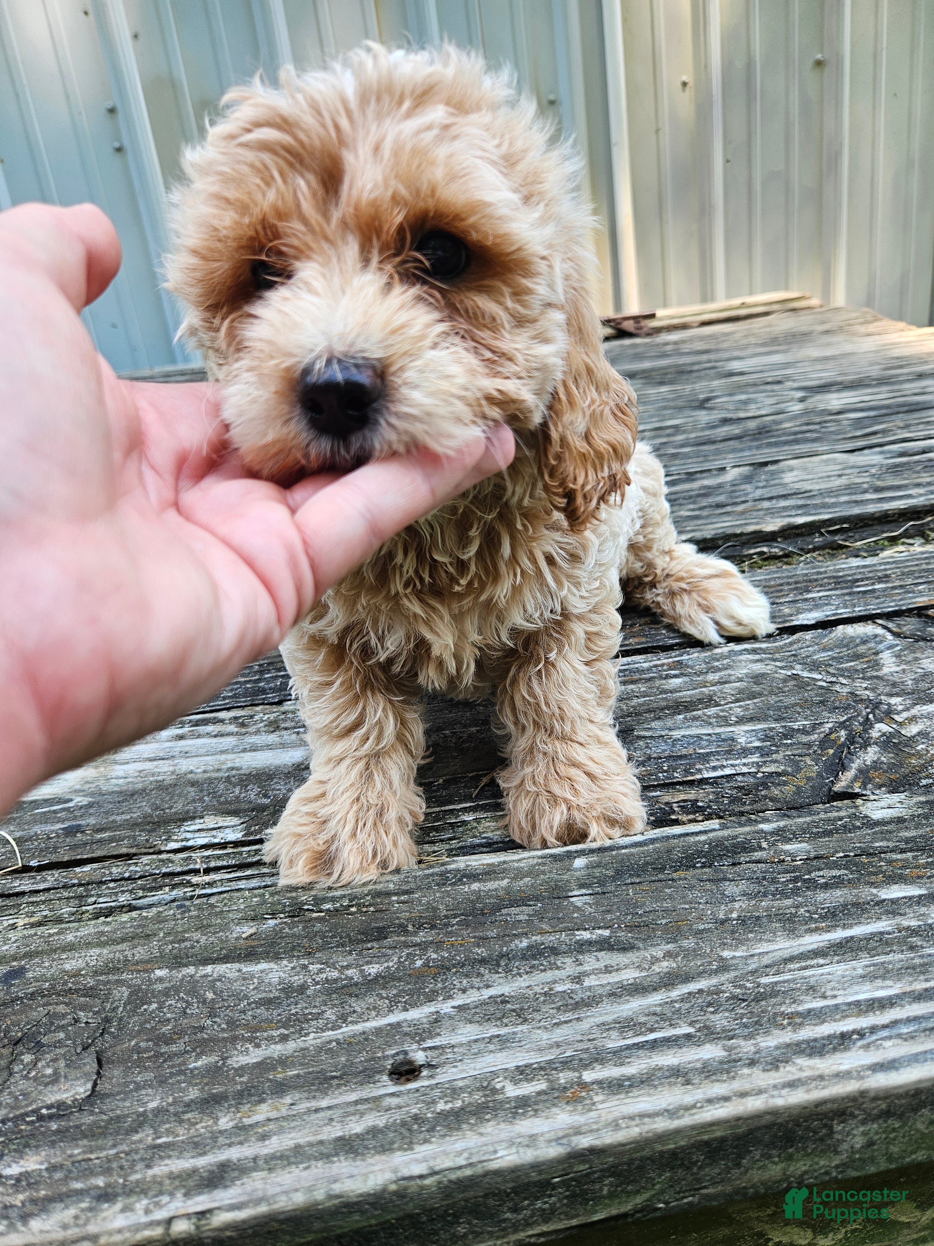 Mini Goldendoodle dogs Cash - Ad 20