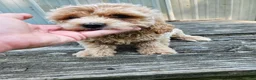 Mini Goldendoodle dogs for sale: Cash - Ad 1