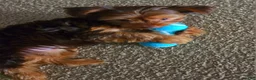 Yorkshire Terrier dogs for sale: Yorkshire Terrier 1 - Ad 4