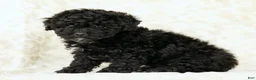 Miniature Poodle dogs for sale: Fancy - Ad 7