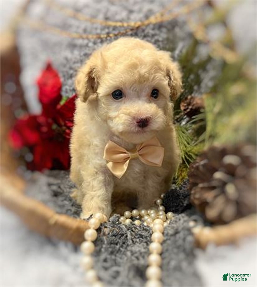 Toy Poodle dogs for sale: Toy Poodle Puppy 2 - Ad 2