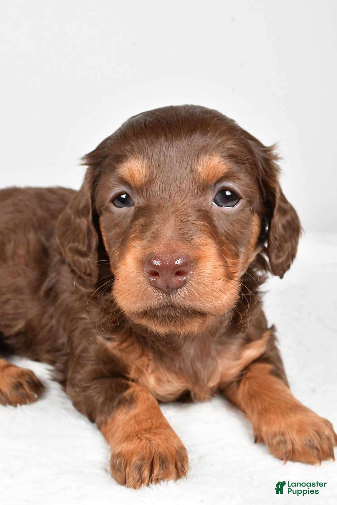 Miniature Dachshund dogs for sale: Callie - Ad 7