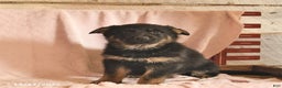 German Shepherd dogs for sale: Bessie  - Ad 2