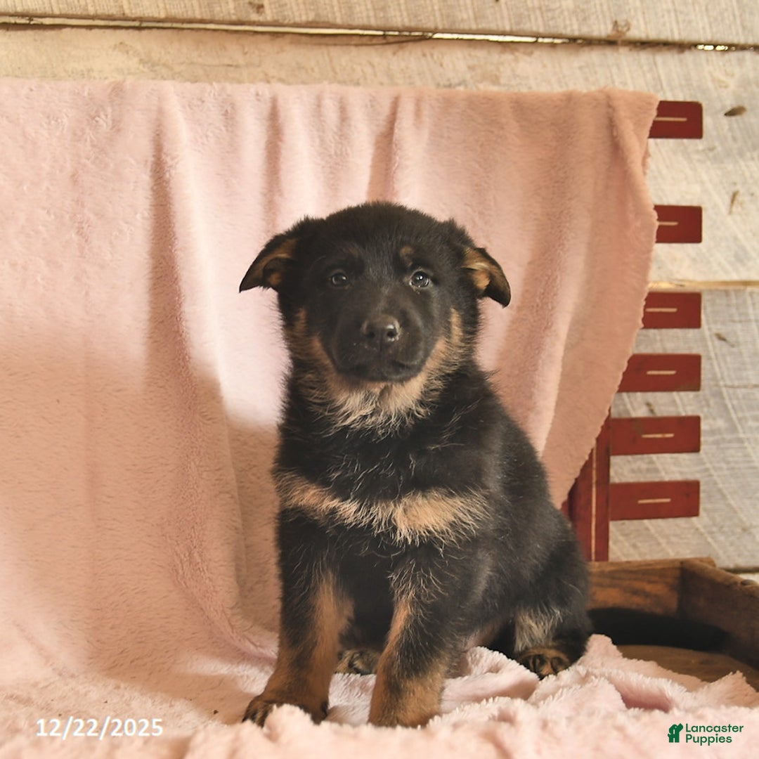 German Shepherd dogs for sale: Bessie  - Ad 2