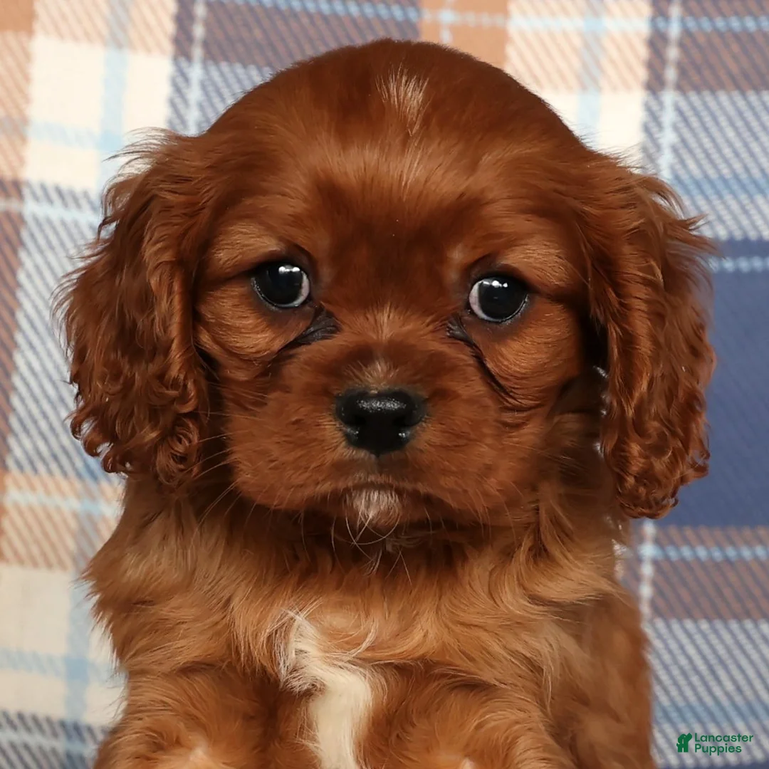 Cavalier King Charles Spaniel dogs for sale: Chief - Ad 5