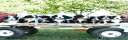 Bernedoodle dogs for sale: Quincy - Ad 5
